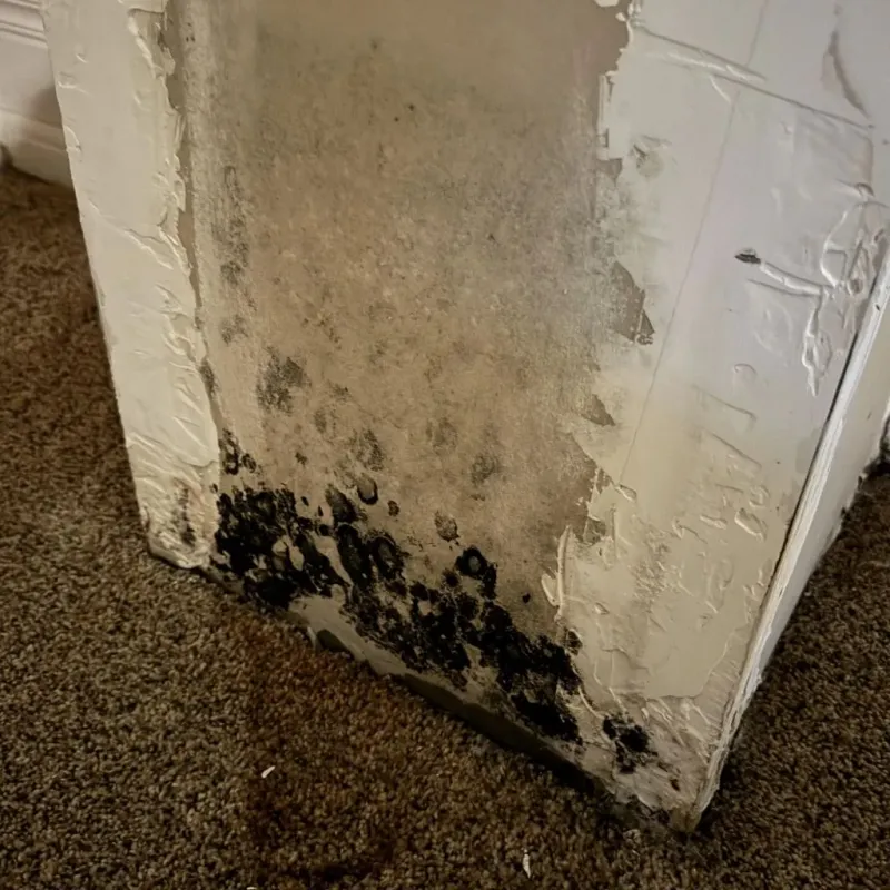 Professional Mold Removal in La Salle Parish, LA